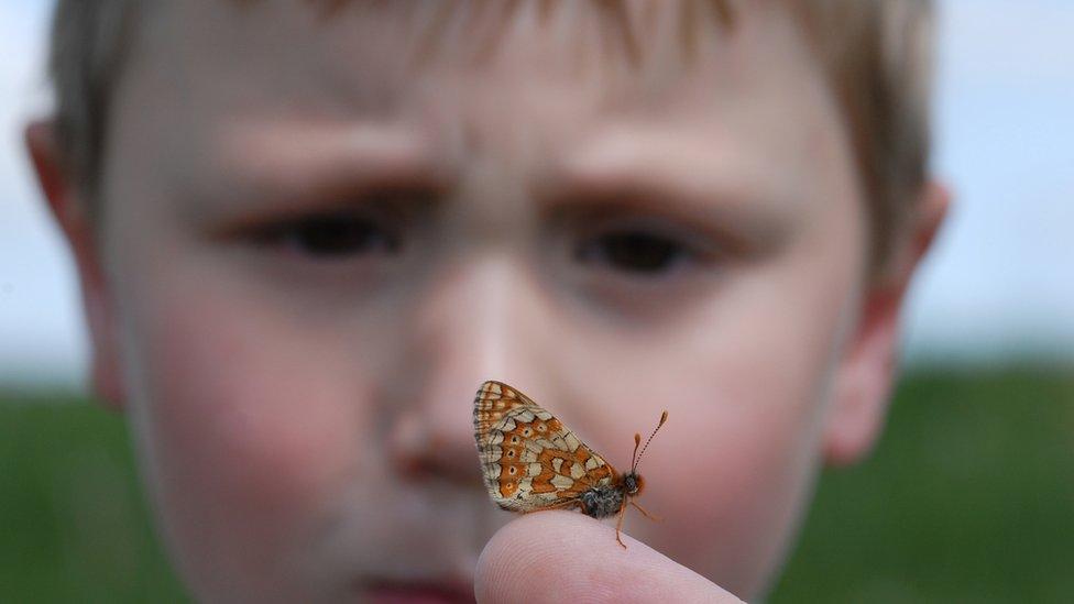 Marsh Fritillary on a boy's finger