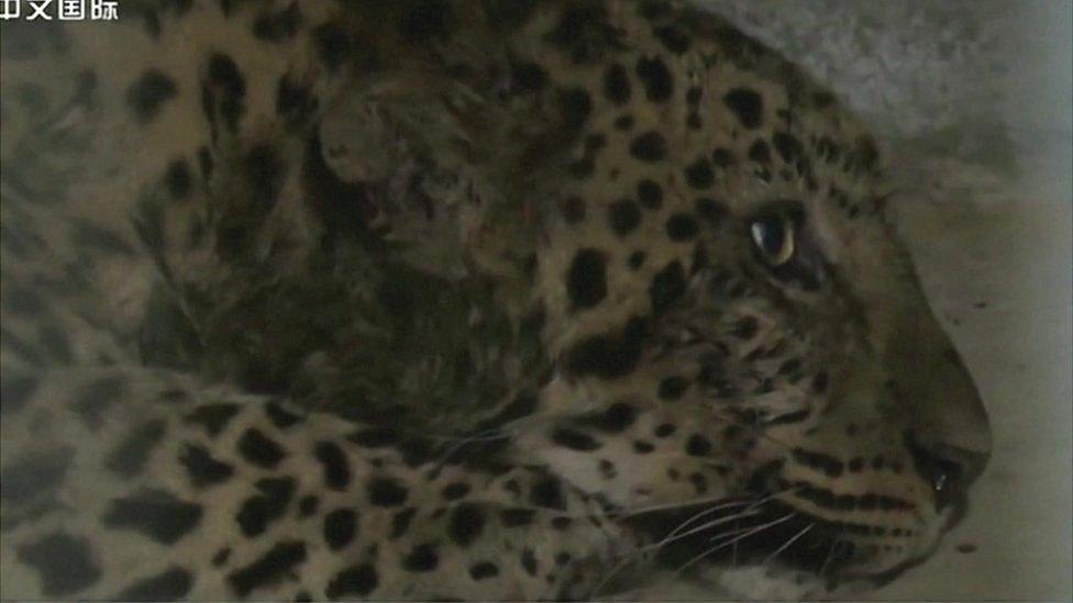 One of the leopards, which was captured over the weekend