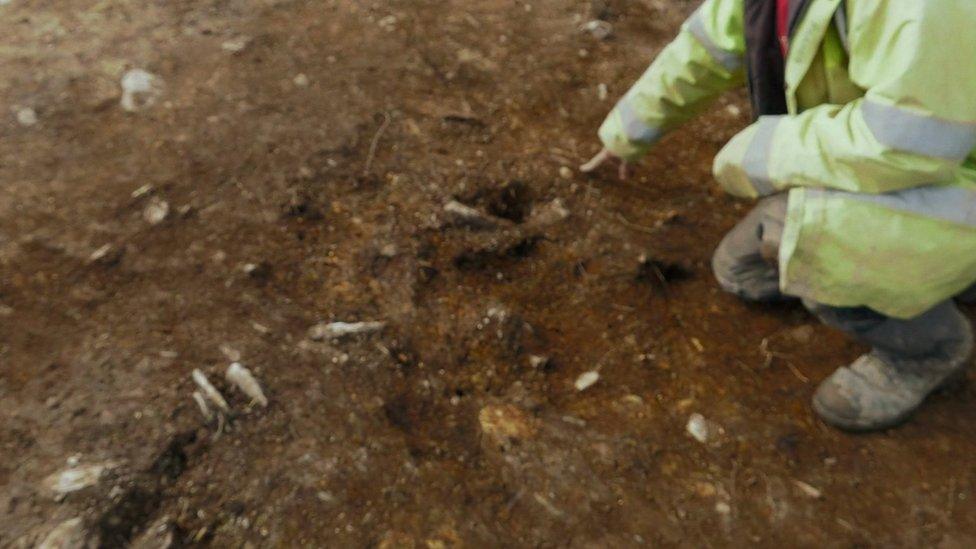 One of the "stone holes" found at Waun Mawn