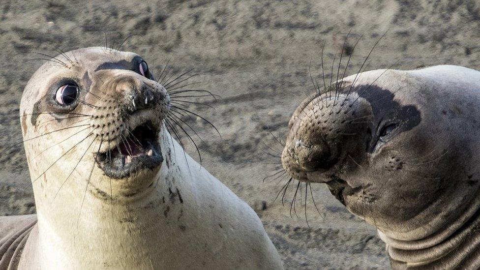 Seal looking shocked at another seal