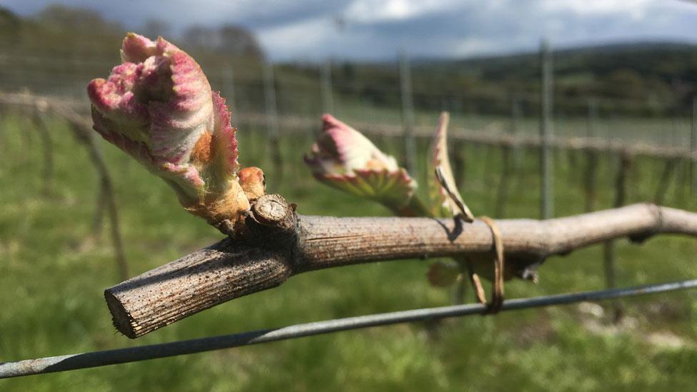 A healthy bud at Albury Vineyard