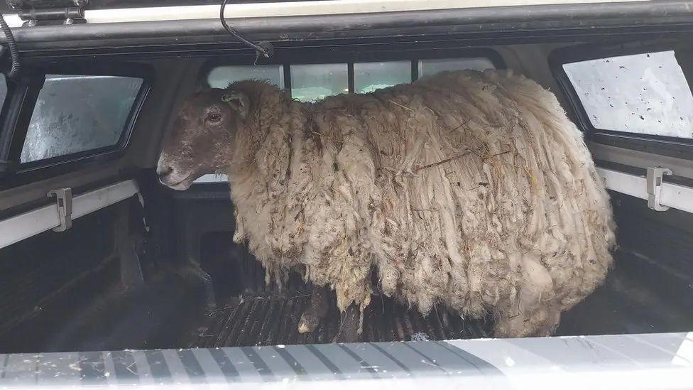 A sheep with a very long and bedraggled fleece in the back of a van