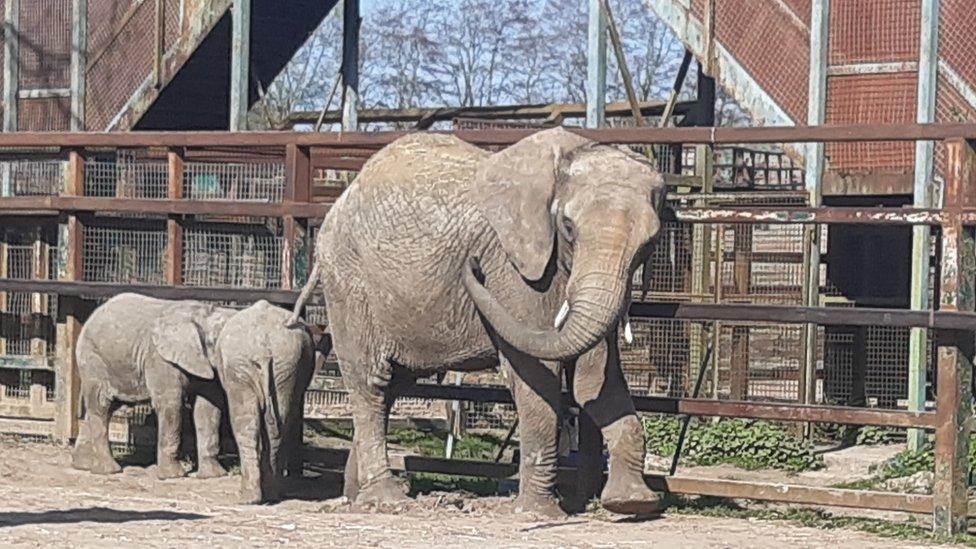 Adult elephant with two calves.