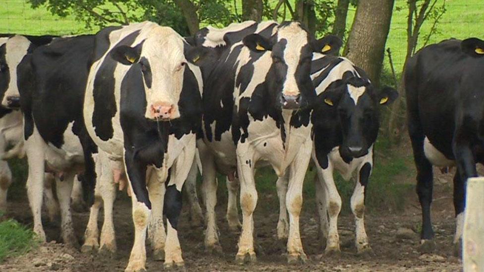 Cows on a farm