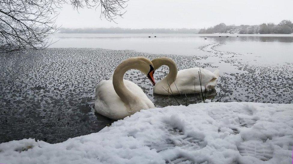 Wakefield swans