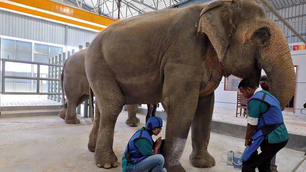 Elephant having an X-ray