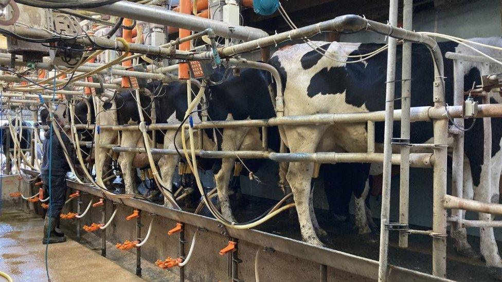 Cows being milked