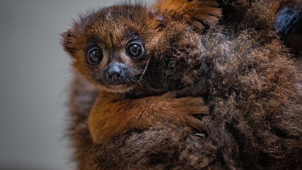 red bellied lemur