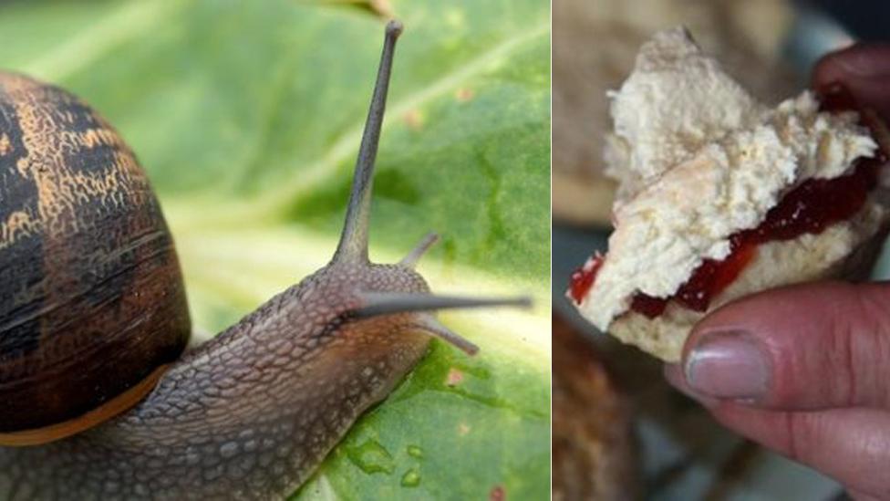 Snail and a scone