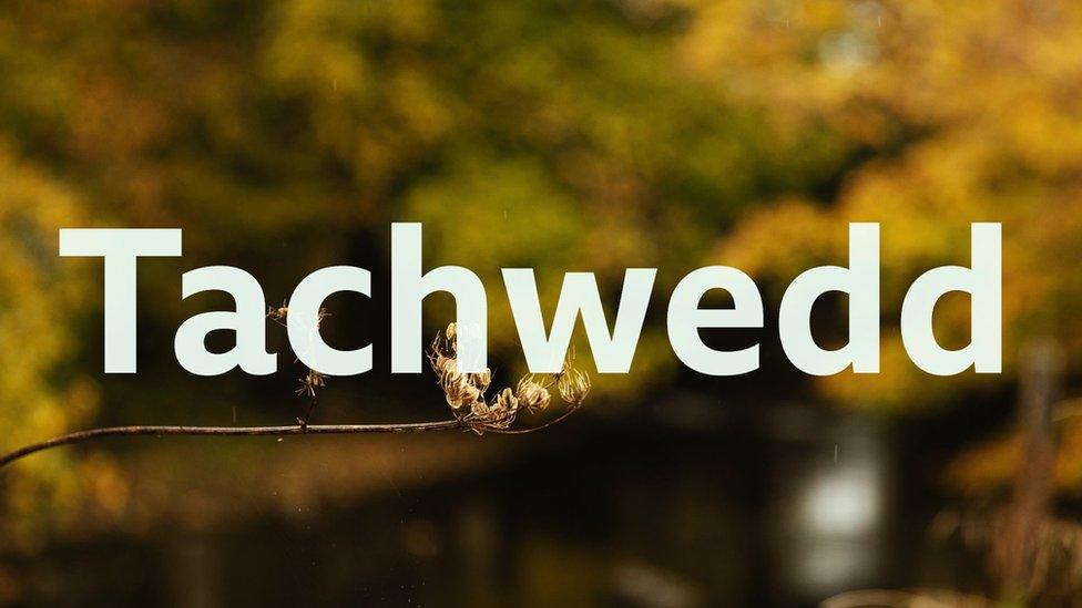 Tachwedd