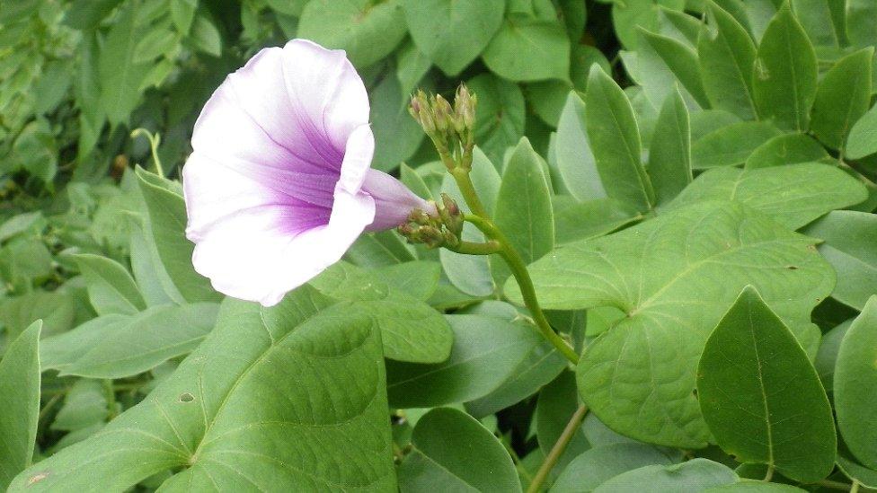 The sweet potato flower