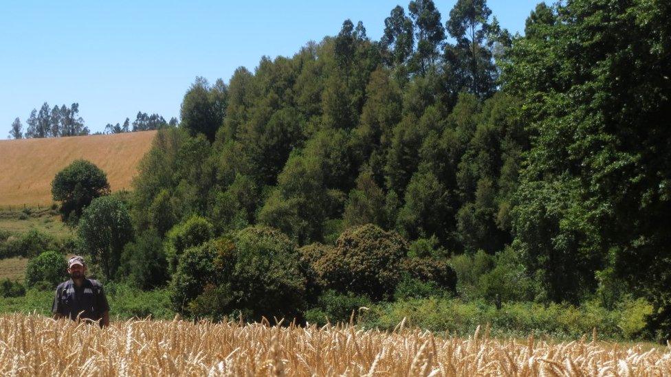 The wildcat is found primarily in central and southern Chile