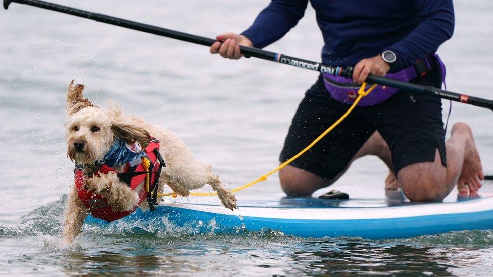 dog-surfing-competition