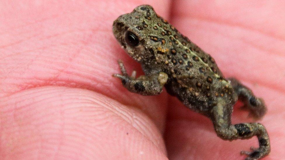 Naterjack toadlet