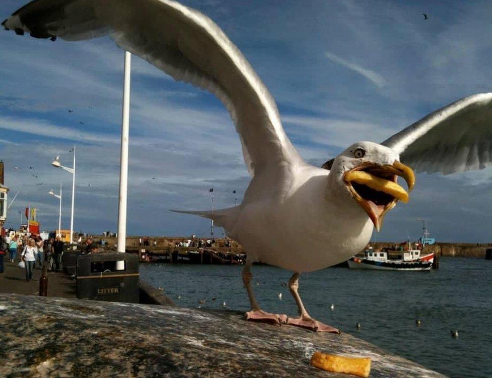 The original snap of the seagull