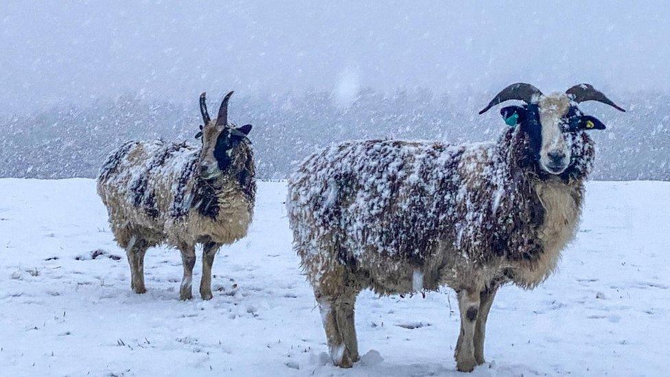 Snowy scene in Ampleforth