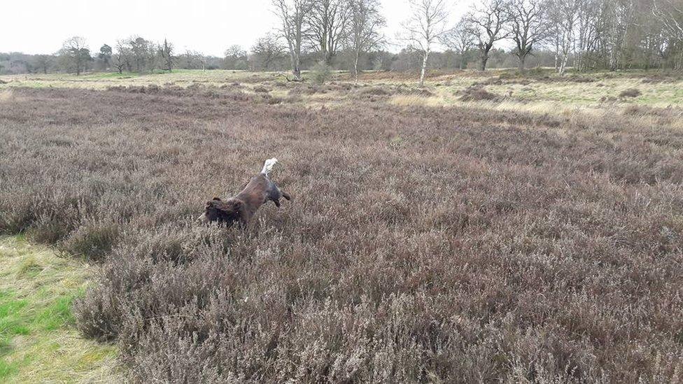 Dog running through heather