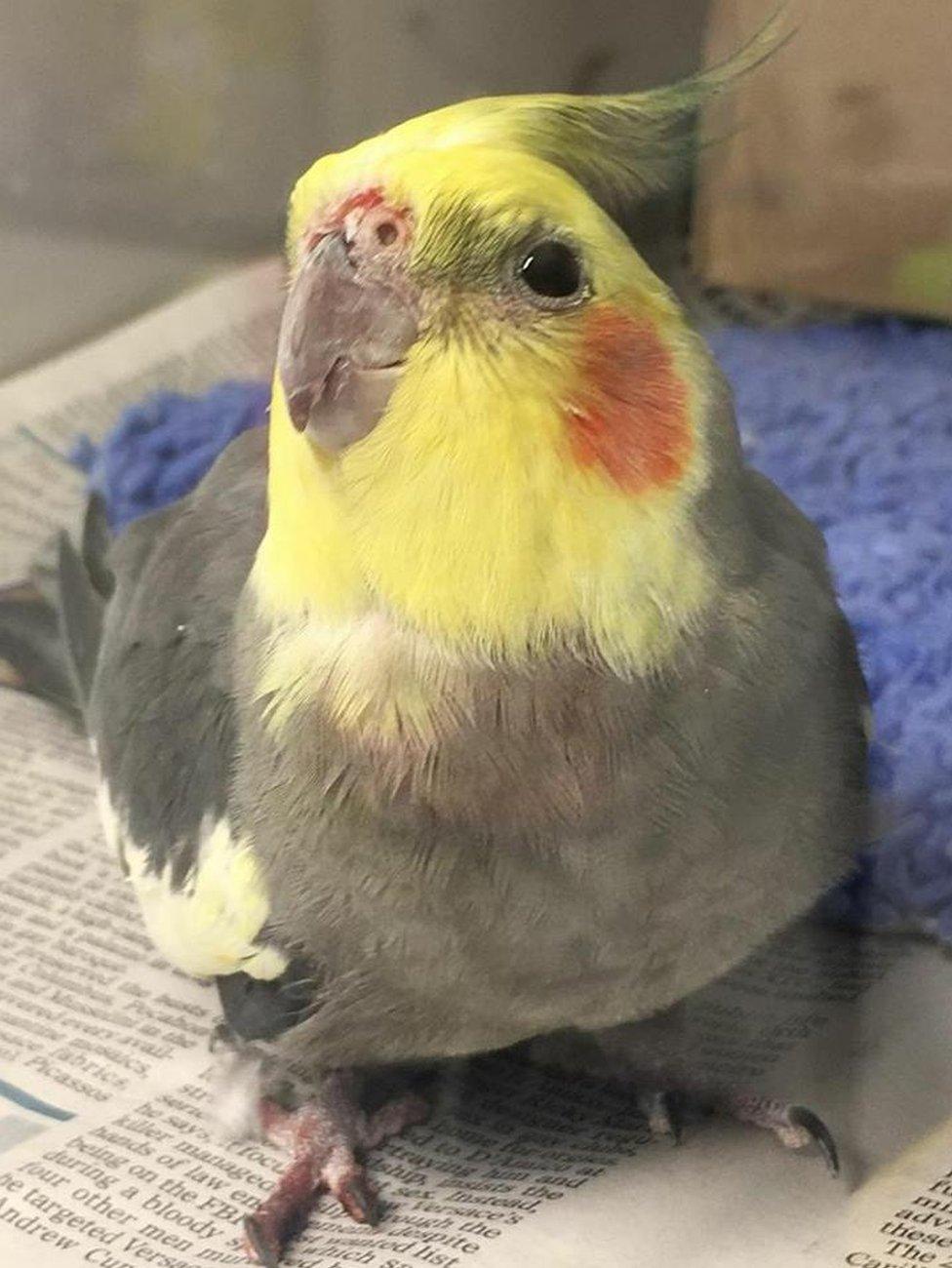 Cockatiel