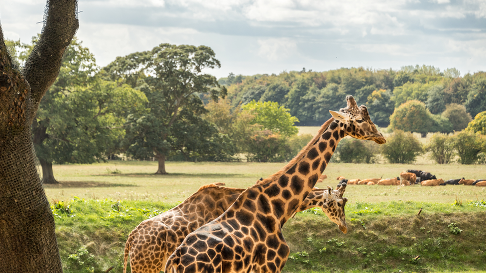 Giraffe's at Cotswold Wildlife Park, Burford