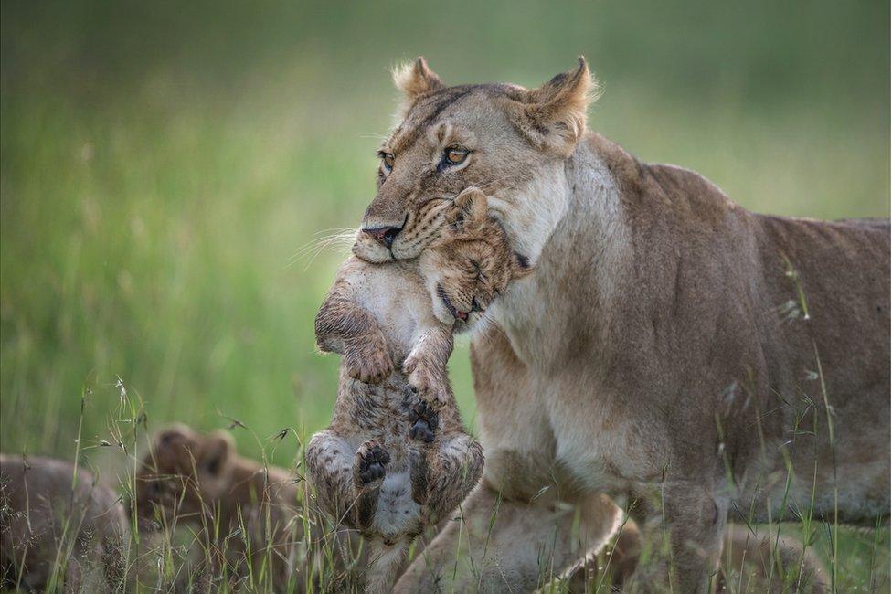 A lioness grips her cub in her mouth