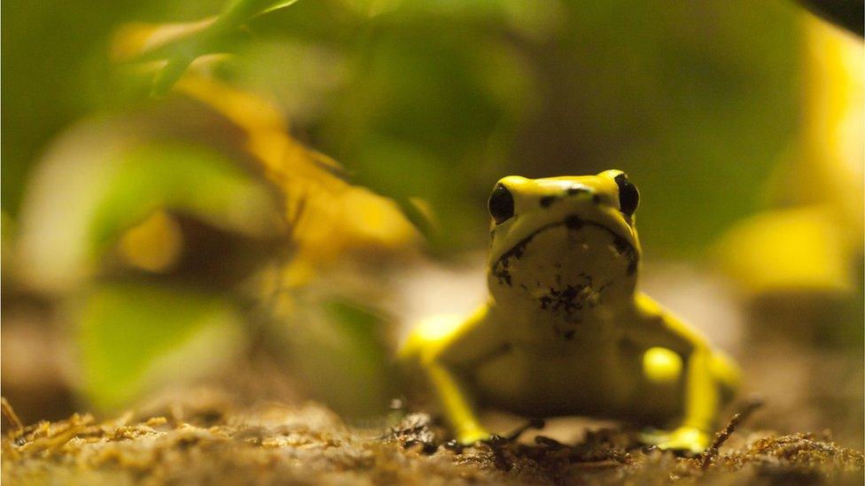 Panamanian Golden Frog