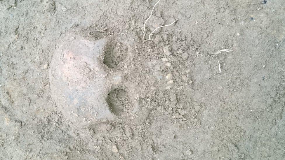 A skull found in Lincoln