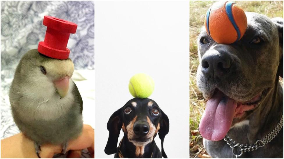 budgie with a peg on its head and dogs balancing balls