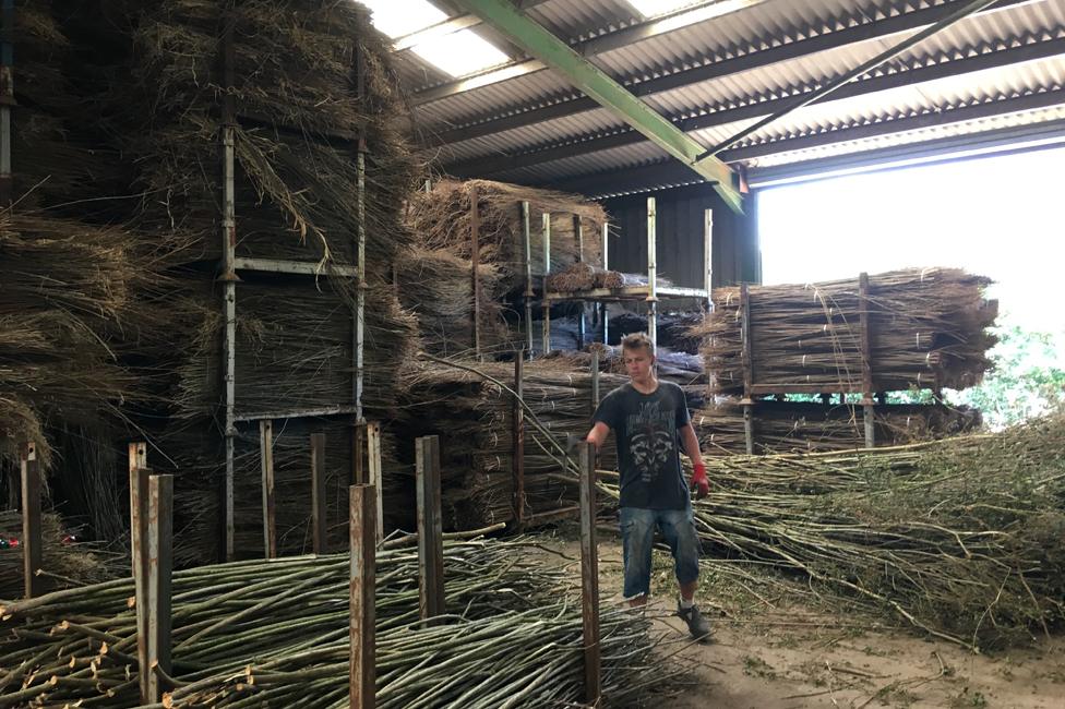 Willow crop at Coates' farm