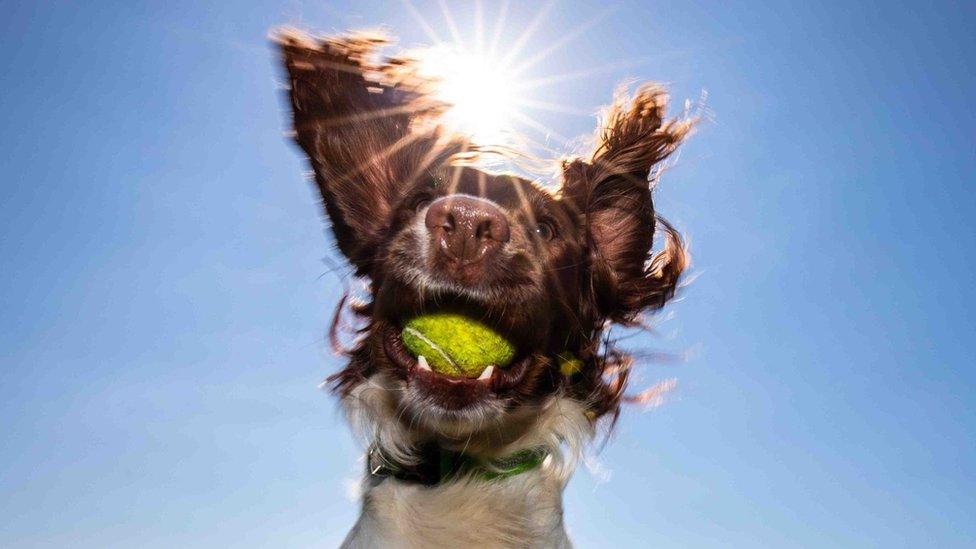 One of the dogs with a ball in his mouth