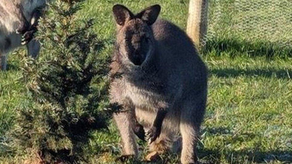 Wes the wallaby at Greendale Farm Shop