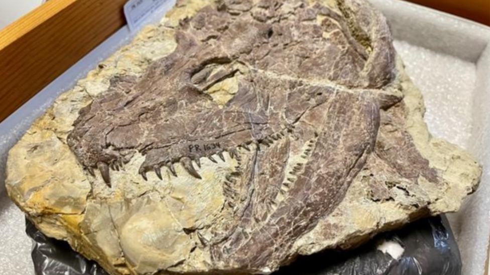 A Whatcheeria skull in the collections of the Field Museum