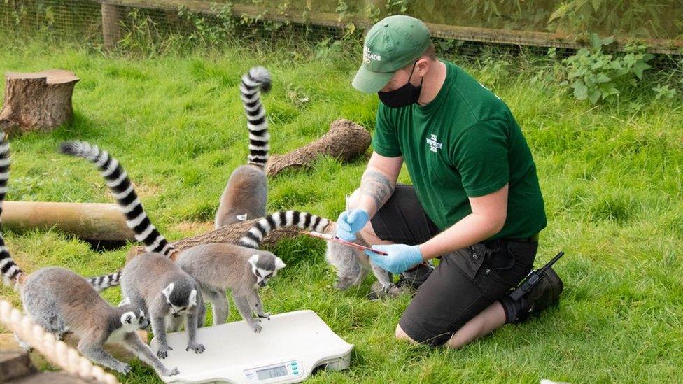 Ring-tailed lemur (Lemur catta) with Keeper: Jonathan Risbridgr