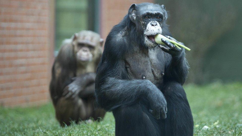 Chimpanzees eating at Twycross Zoo