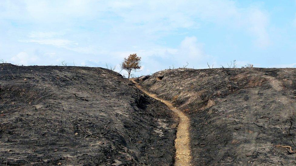 Studland Heath