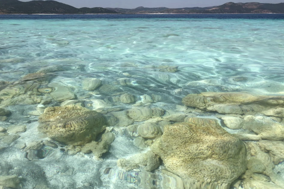 Stromatolites