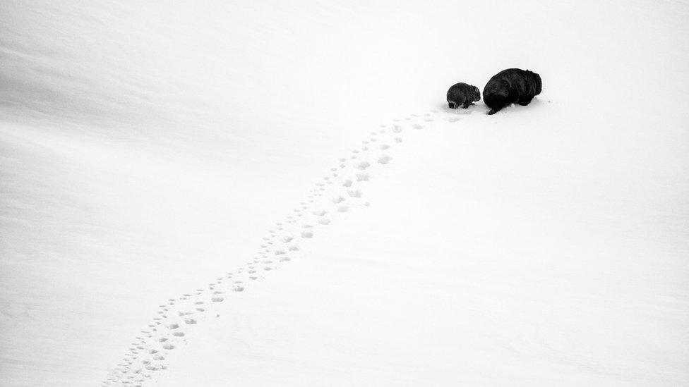 A mum and baby wombat trek through the snow leaving tracks behind them in Kosciuszko National Park, New South Wales