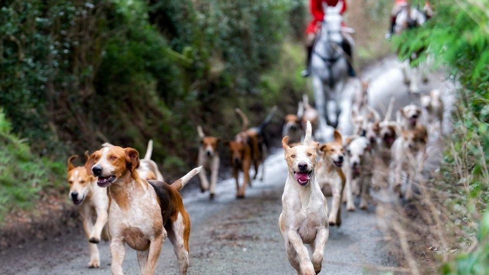 Hunting hounds