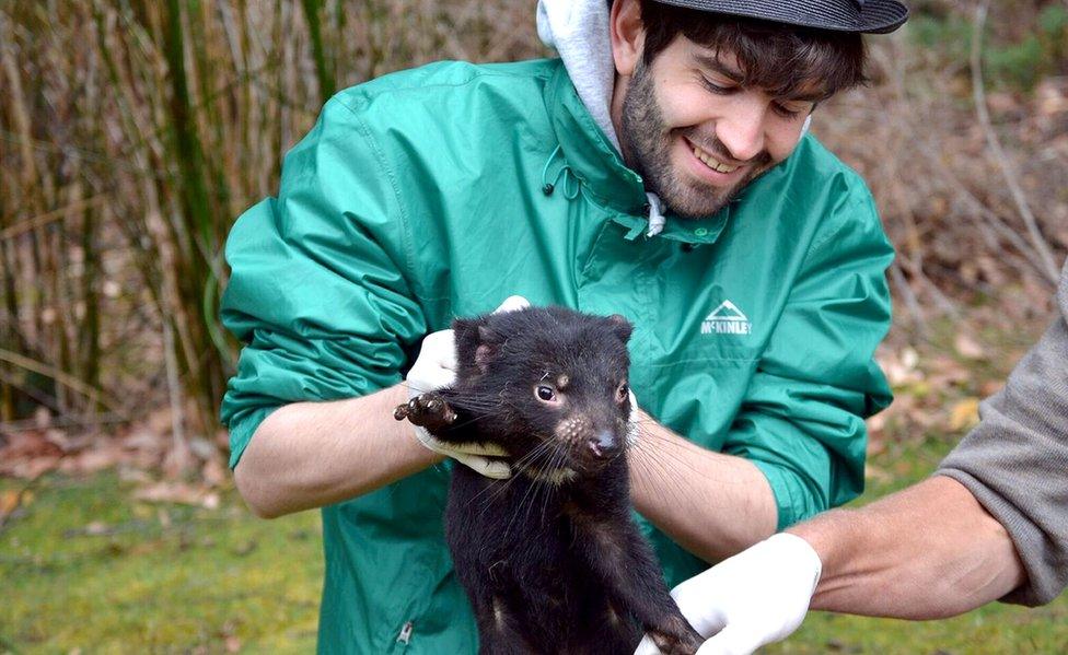 Maximilian Stammnitz examining a Tasmanian devil