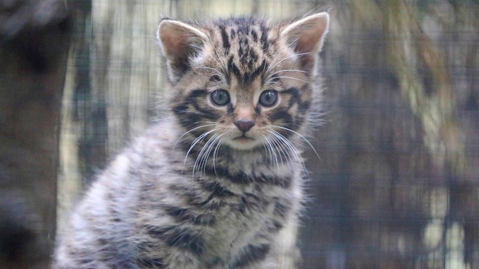 wildcat kitten