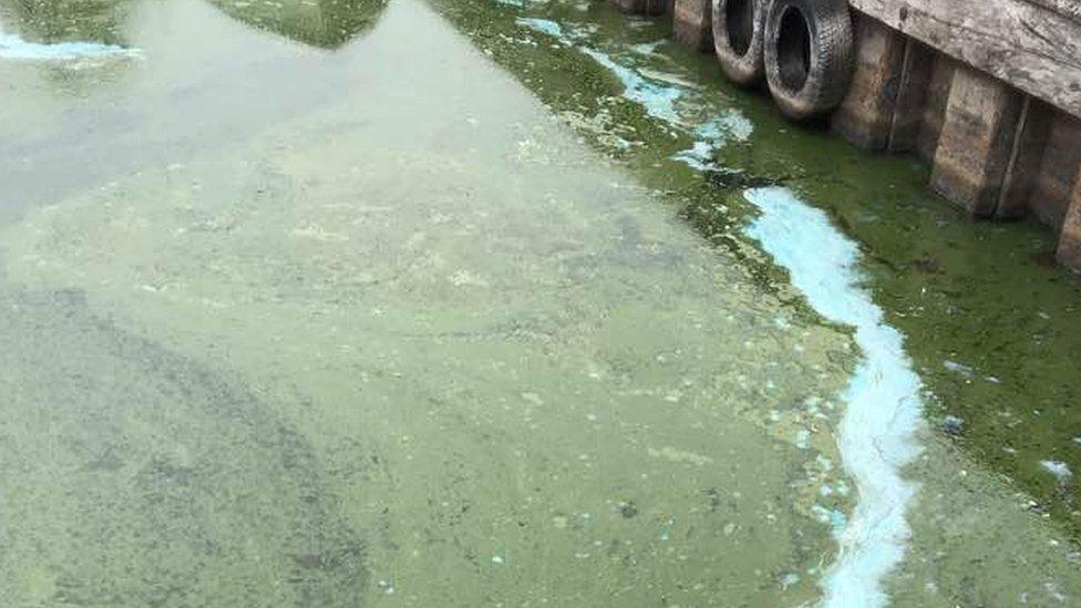 Blue-green algae bloom in Loch Leven