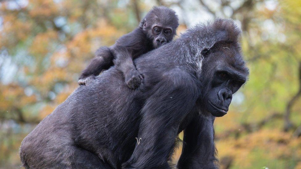 Infant gorilla Hasani with surrogate mum Kera at Bristol Zoo Gardens