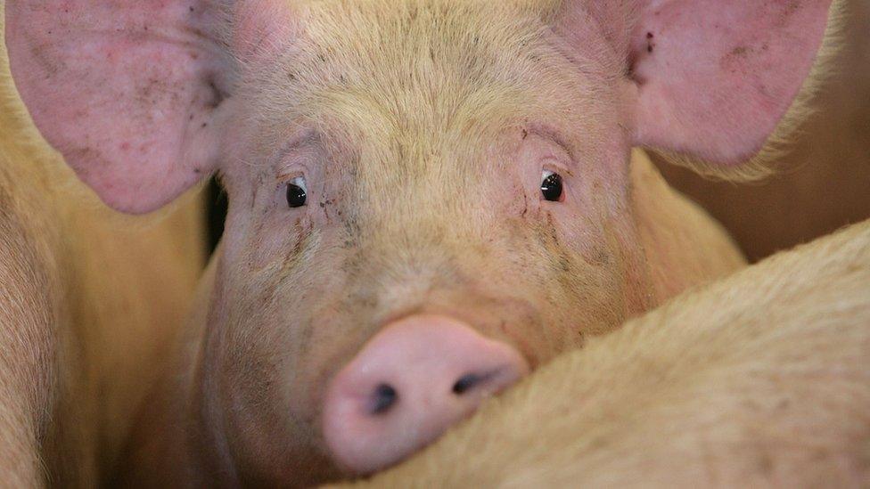 A pig waits to be auctioned to farmers and buyers attending the York Livestock Auction