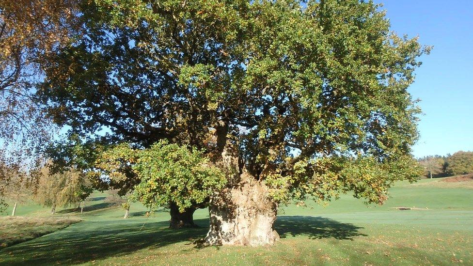 The Rolls of Monmouth Oak in Monmouthshire