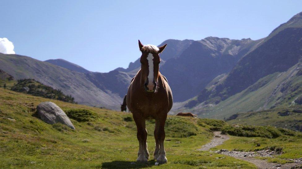 Wild horse in the mountains