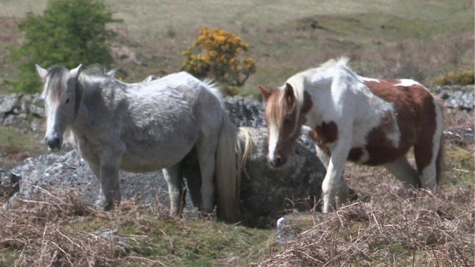 Moorland ponies