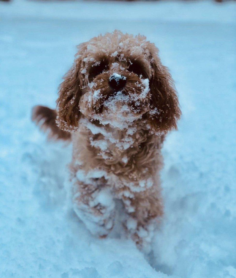 Peaches plays in the snow for the first time