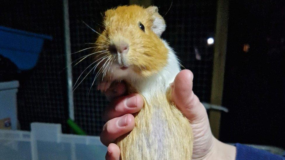 Abandoned guinea pigs