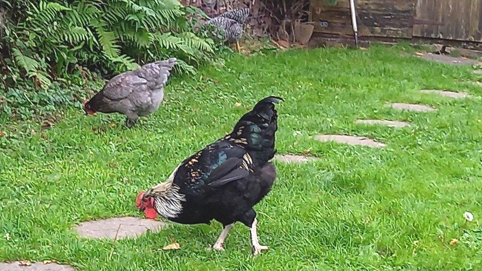 Hens in Wales