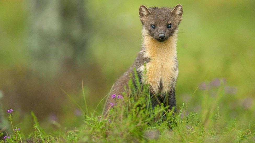 pine marten