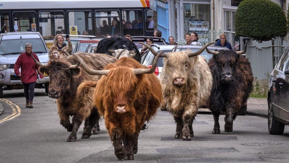 Highland cattle walking down a road with cars and people behind them, watching on and taking photographs